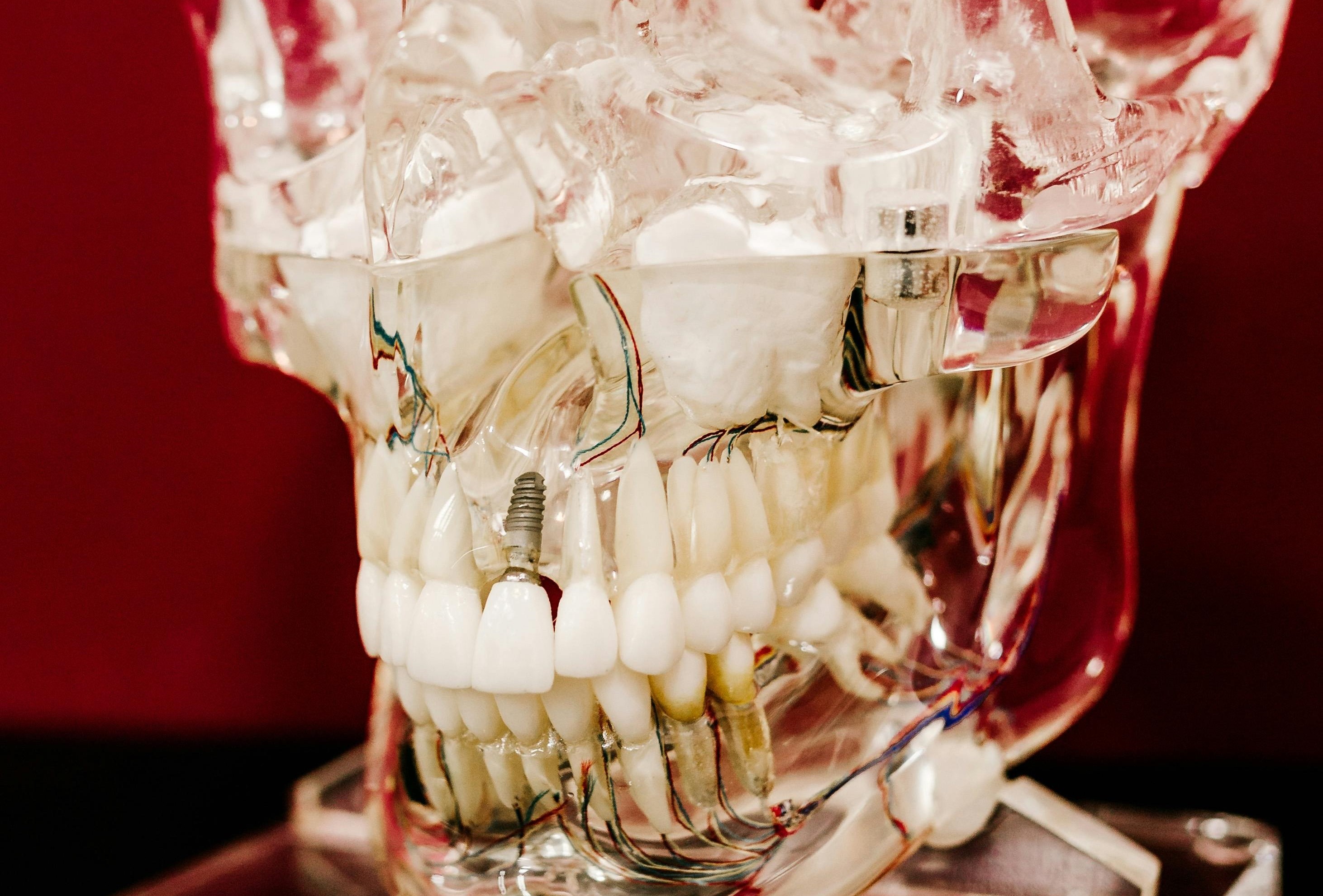 Dental Anatomy